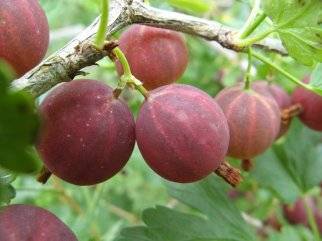 Куплю семена крыжовника Куплю семена крыжовника