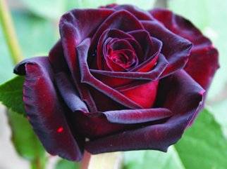 Роза чайно-гибридная  Черна магия
