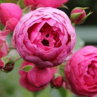 Роза фларибунда пионовидная
