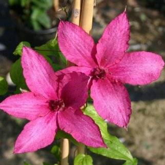 Клематис крупно цветковый Барбара
