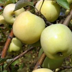 Яблоки 
Цена от 450 руб.