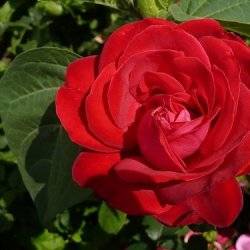 Роза чайно-гибридная Дам де Кер
