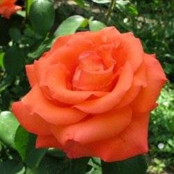 Роза чайно-гибридная Лидка
