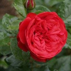 Роза чайно-гибридная  Пиано

