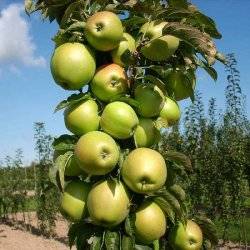 Президент (колоновидная) 