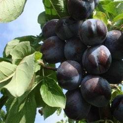 Тульская черная