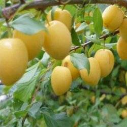 Луч