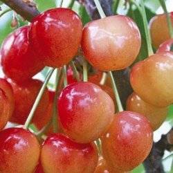 Брянская розовая