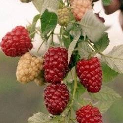 Элегантная (ремонтантная)