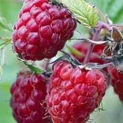 Купчиха (ремонтантная)