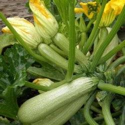 кабачки