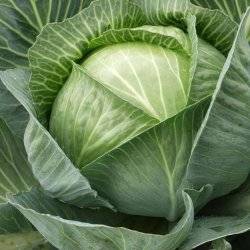 Капуста