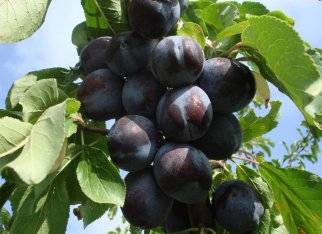 Тульская черная