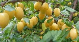 Луч