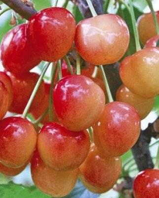 Брянская розовая