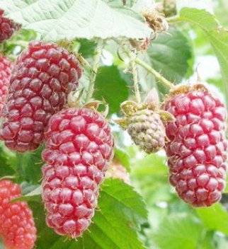 Брянское диво (ремонтантная)