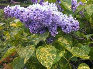 Сирень Аукубафолия (Aucubaefolia)от 650 руб.
