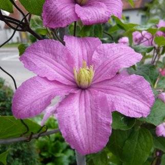 Клематис крупно цветковый    Комтесс де Бушо
