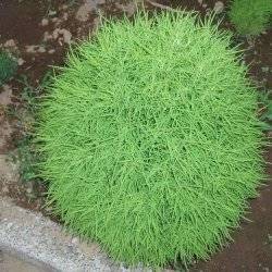 Кохия
