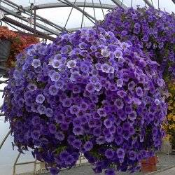Калибрахоа ампельная
