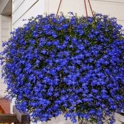 Лобелия ампельная
