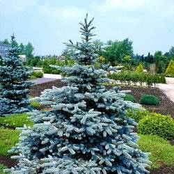 Ель калючая Хупси
