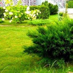 Можжевельники от 450 руб.