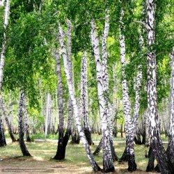 Береза от 1800 руб.