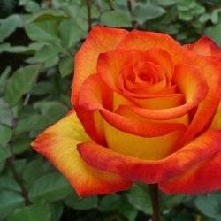 Роза чайно-гибридная Пиккадилли
