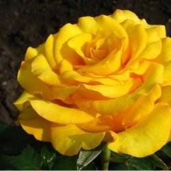 Роза чайно-гибридная  Керео
