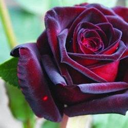 Роза чайно-гибридная  Черна магия
