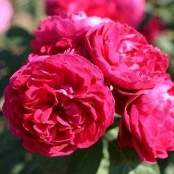 Роза плетистая Мусимара
