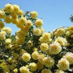 Роза плетистая Казино
