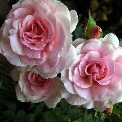 Роза канадская парковая Модэн Блаш
