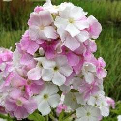 Флокс метельчатый  Кул Вотер
